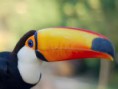/album/tucano/tucano-6-jpg/